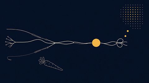 Теория самодетерминации: откуда берётся желание действовать без кнута и пряника