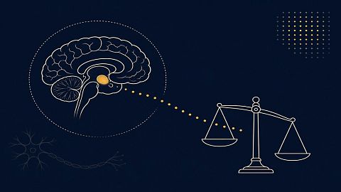 Дофамин простыми словами: как работает «гормон мотивации»